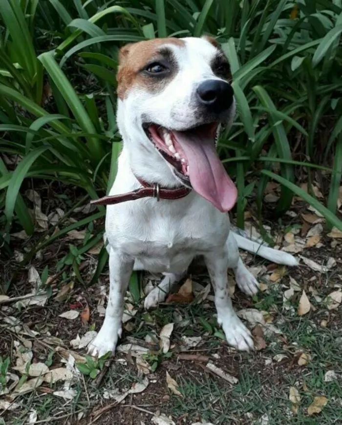 Cachorro ra a Mestiça pit com vira-lata  idade 2 anos nome Pandora 