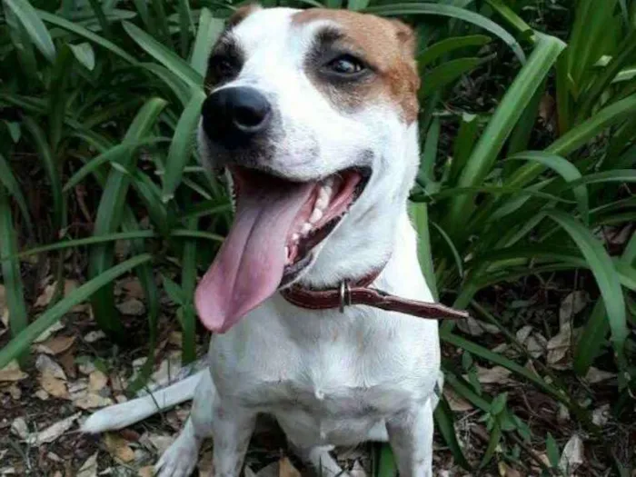 Cachorro ra a Mestiça pit com vira-lata  idade 2 anos nome Pandora 