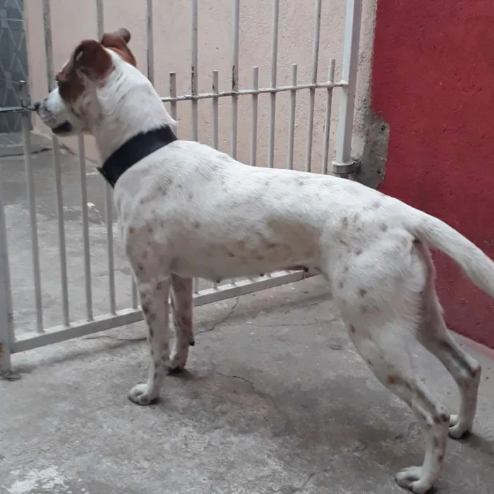 Cachorro ra a Mestiça pit com vira-lata  idade 2 anos nome Pandora 
