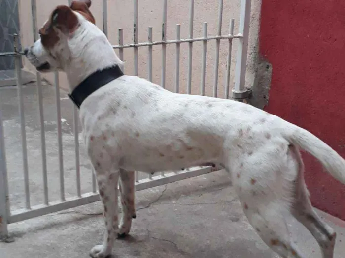 Cachorro ra a Mestiça pit com vira-lata  idade 2 anos nome Pandora 