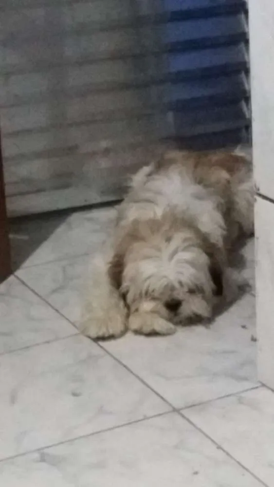 Cachorro ra a Indefinida idade 3 anos nome Dom Hector Bonilha