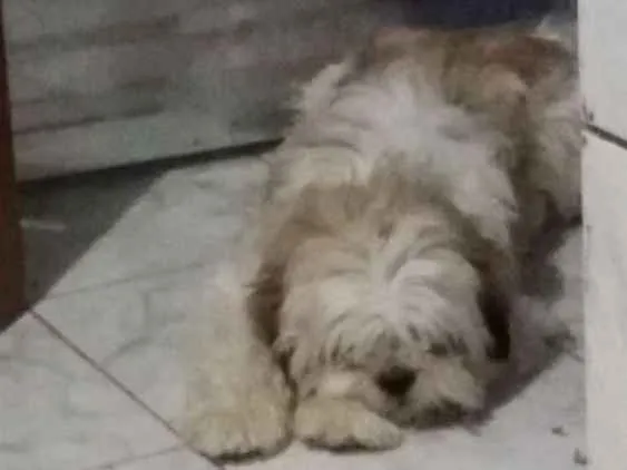 Cachorro ra a Indefinida idade 3 anos nome Dom Hector Bonilha