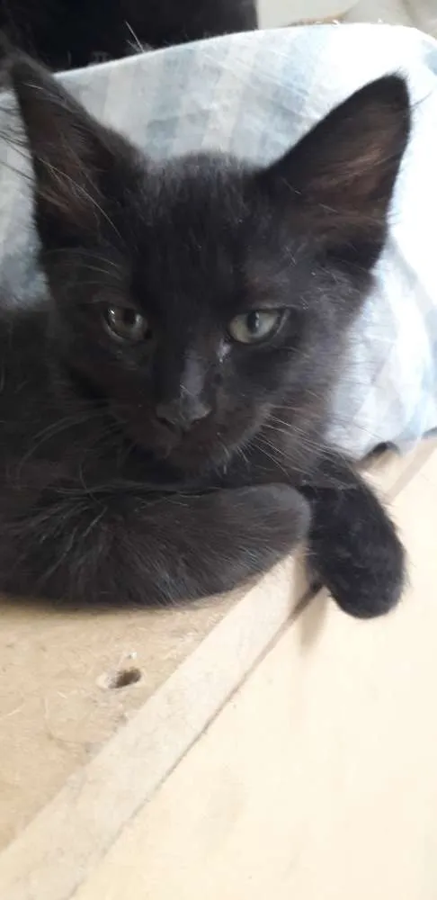 Gato ra a Vira vira idade 2 a 6 meses nome Pretinho 