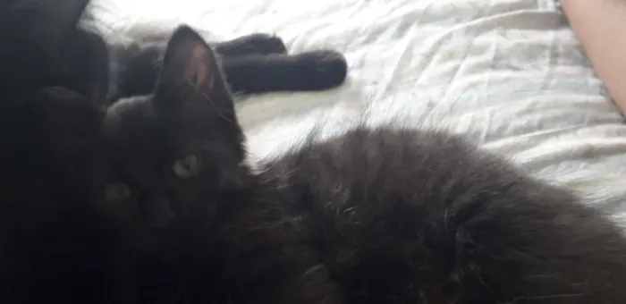 Gato ra a Vira vira idade 2 a 6 meses nome Pretinho 