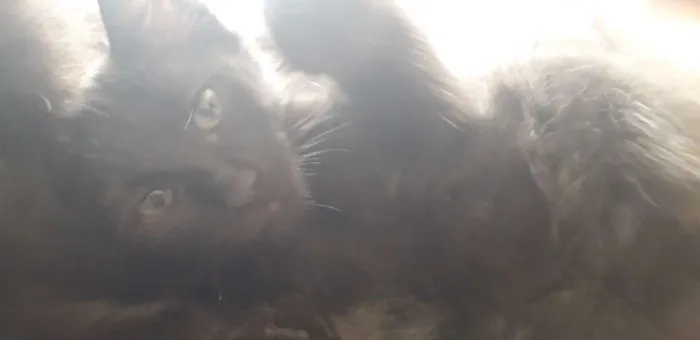 Gato ra a Vira vira idade 2 a 6 meses nome Pretinho 