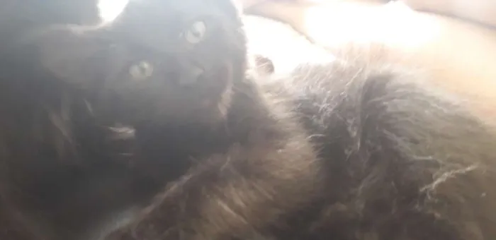 Gato ra a Vira vira idade 2 a 6 meses nome Pretinho 