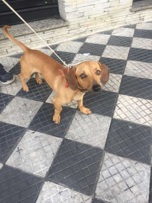 Cachorro ra a Basset idade 5 anos nome Não sei 