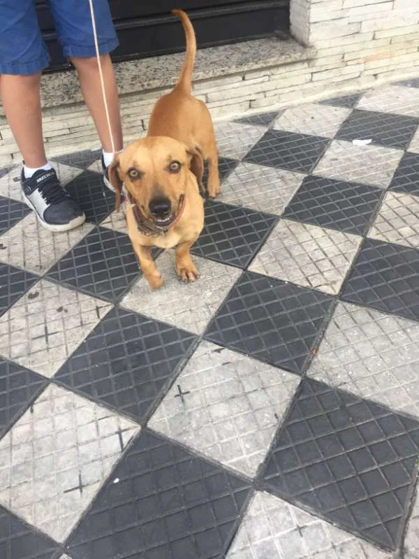 Cachorro ra a Basset idade 5 anos nome Não sei 