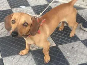 Cachorro raça Basset idade 5 anos nome Não sei 