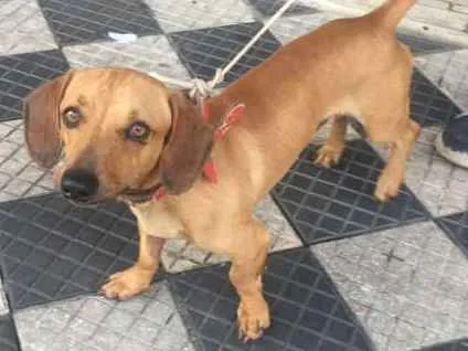 Cachorro ra a Basset idade 5 anos nome Não sei 