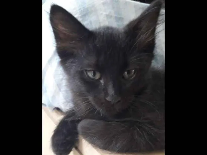 Gato ra a Vira vira idade 2 a 6 meses nome Pretinho 