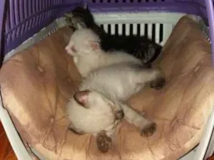 Gato raça Siamês idade Abaixo de 2 meses nome Filhotinhos