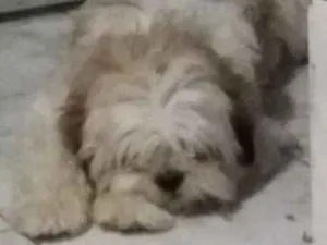 Cachorro raça Indefinida idade 3 anos nome Dom Hector Bonilha