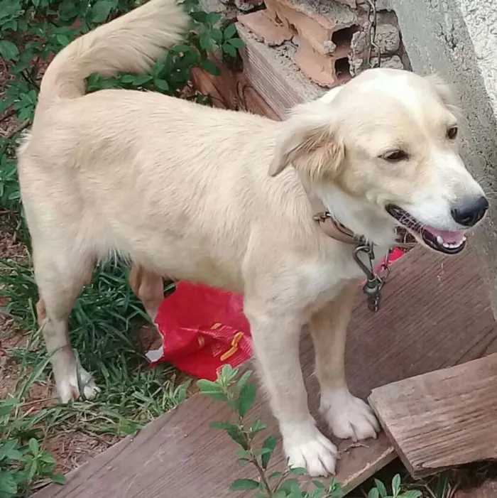 Cachorro ra a Vira lata idade 3 anos nome Linda