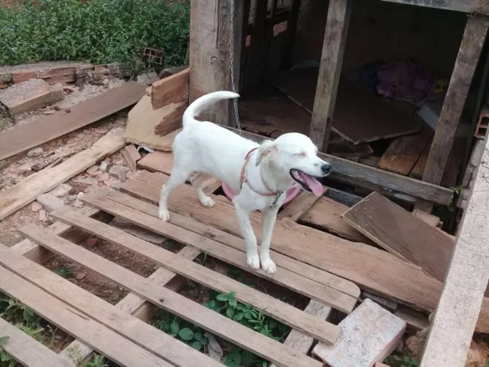 Cachorro ra a Vira lata idade 7 a 11 meses nome Floquinho