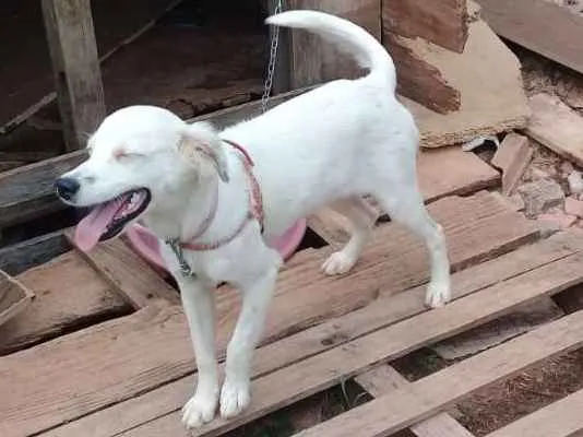 Cachorro ra a Vira lata idade 7 a 11 meses nome Floquinho