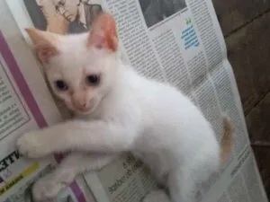Gato raça vira lata idade 2 a 6 meses nome Florzinha e docinho