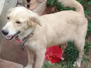 Cachorro raça Vira lata idade 3 anos nome Linda