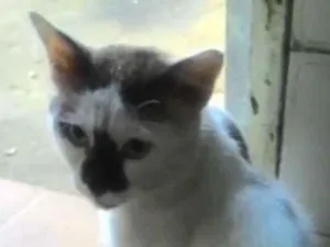 Gato raça Não definida  idade  nome Não definido