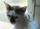 Gato raça Não definida  idade  nome Não definido