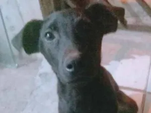 Cachorro raça SRD (Sem Raça Definida) idade 2 a 6 meses nome Snoopy