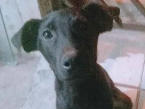 Cachorro ra a SRD (Sem Raça Definida) idade 2 a 6 meses nome Snoopy