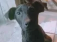 Snoopy