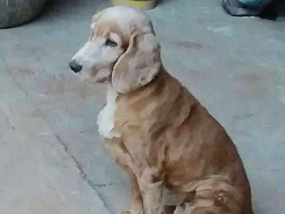 Cachorro ra a cocker idade 6 ou mais anos nome mel