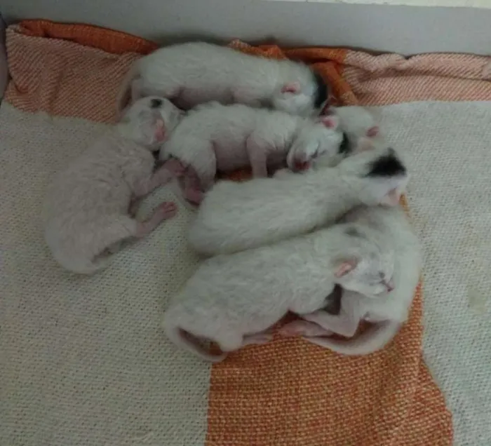 Gato ra a Sem raça idade Abaixo de 2 meses nome Sem nome