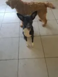 Lele