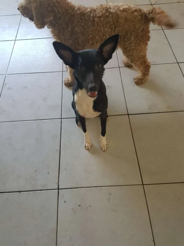 Cachorro ra a Srd idade 2 a 6 meses nome Lele