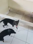 Lele