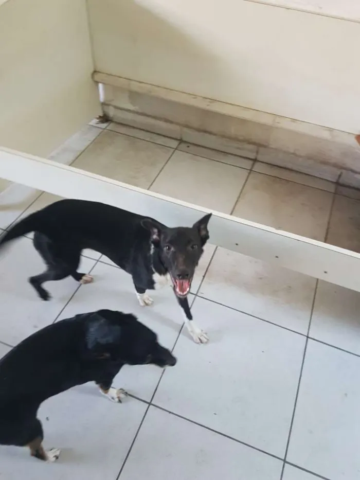 Cachorro ra a Srd idade 2 a 6 meses nome Lele