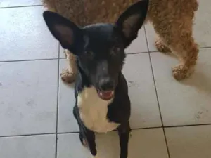 Cachorro raça Srd idade 2 a 6 meses nome Lele
