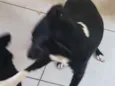 Lele