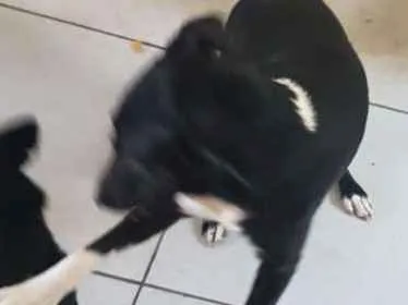 Cachorro ra a Srd idade 2 a 6 meses nome Lele