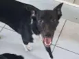 Lele