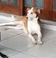 Mel 