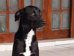 Cachorro raça Srd idade 2 anos nome Ralph