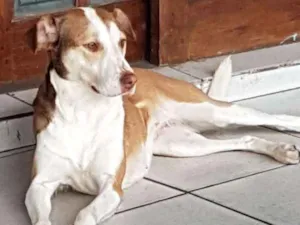 Cachorro raça Srd idade 2 anos nome Mel 