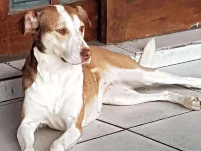 Cachorro ra a Srd idade 2 anos nome Mel 