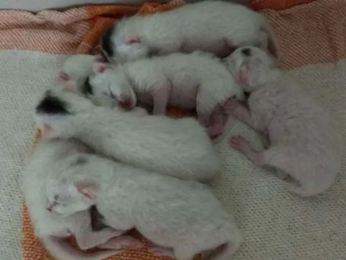 Gato ra a Sem raça idade Abaixo de 2 meses nome Sem nome