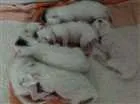 Gato raça Sem raça idade Abaixo de 2 meses nome Sem nome