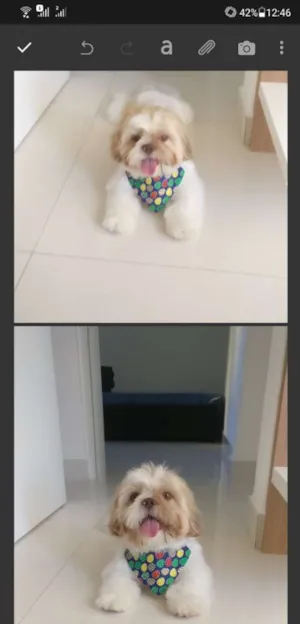 Cachorro raça Shih tzu idade 1 ano nome Pedrinho