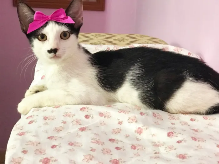 Gato ra a SRD idade 2 a 6 meses nome Belinha