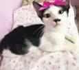 Belinha