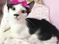 Belinha