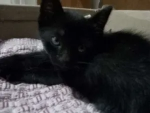 Gato raça Vira-lata (Gato de Rua) idade 2 a 6 meses nome Sem nome