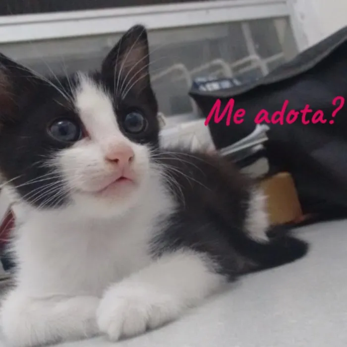 Gato ra a Europeu Comum idade 2 a 6 meses nome Dália