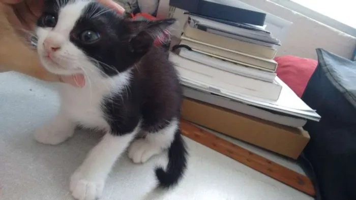 Gato ra a Europeu Comum idade 2 a 6 meses nome Dália